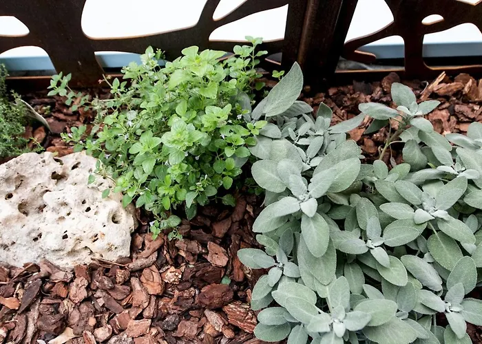 Renzi 23 * カットーリカ